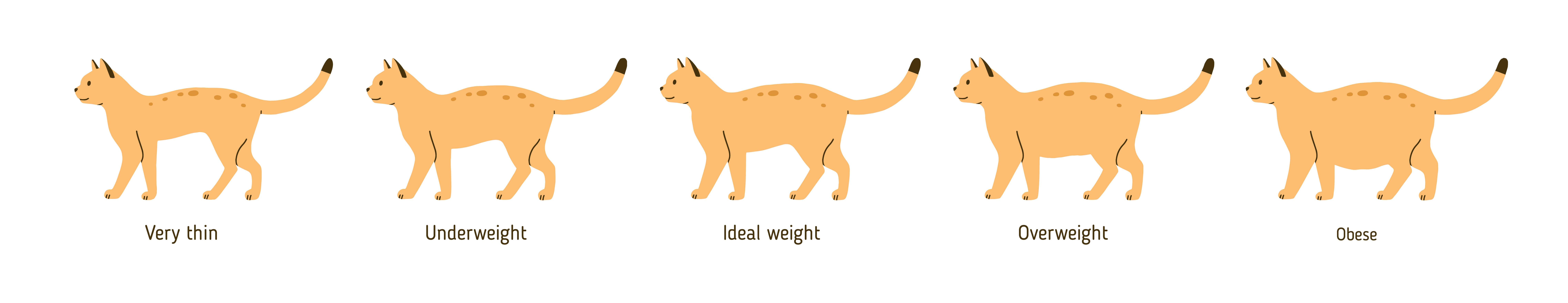 This overweight cat chart illustrates how your cat might like if they are underweight or overweight, Springfield Vet