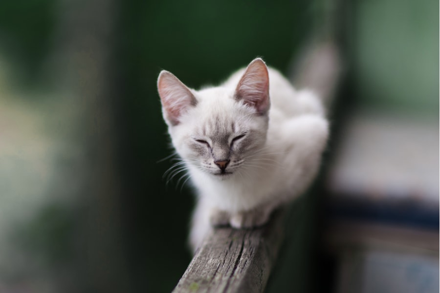 white cat at animal hospital